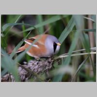 2011 1st Derrick Stow- bearded tit